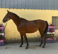 Vente de cheval : Naturano de Molion